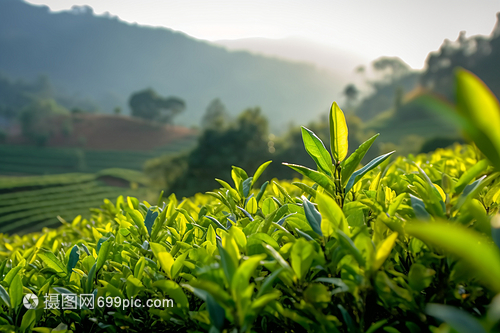 藍天下(xià)的茶樹(shù)園