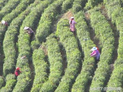 信陽浉河區碧源茶葉:以誠為本做好茶(圖)